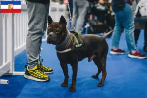 Lee más sobre el artículo Criadores de Perros Chinos de Chongqing y cachorros en Schleswig-Holstein
