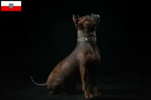 Lee más sobre el artículo Chinese Chongqing Criadores de perros y cachorros en Portugal