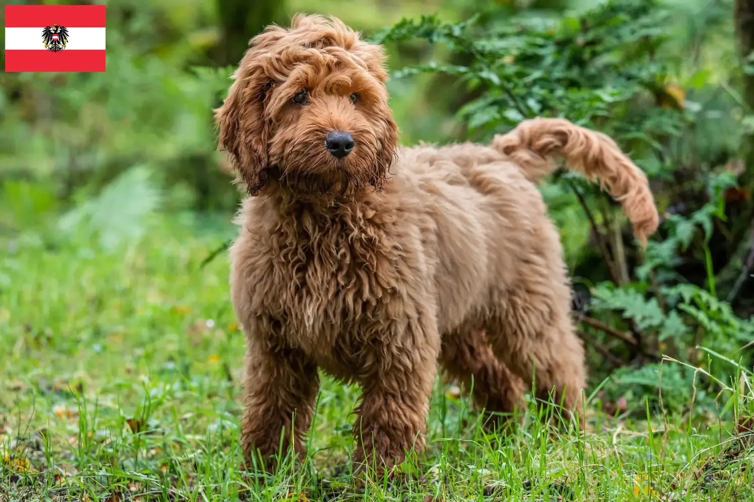 Lee más sobre el artículo Criadores de Cockapoo y cachorros en Austria
