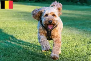 Lee más sobre el artículo Criadores de Cockapoo y cachorros en Bélgica