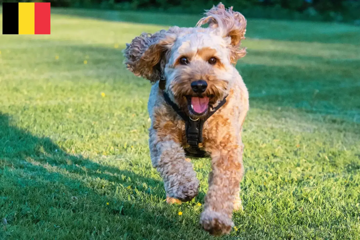 Lee más sobre el artículo Criadores de Cockapoo y cachorros en Bélgica
