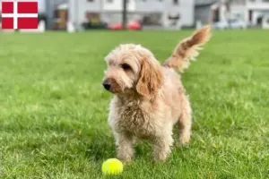Lee más sobre el artículo Criadores de Cockapoo y cachorros en Dinamarca