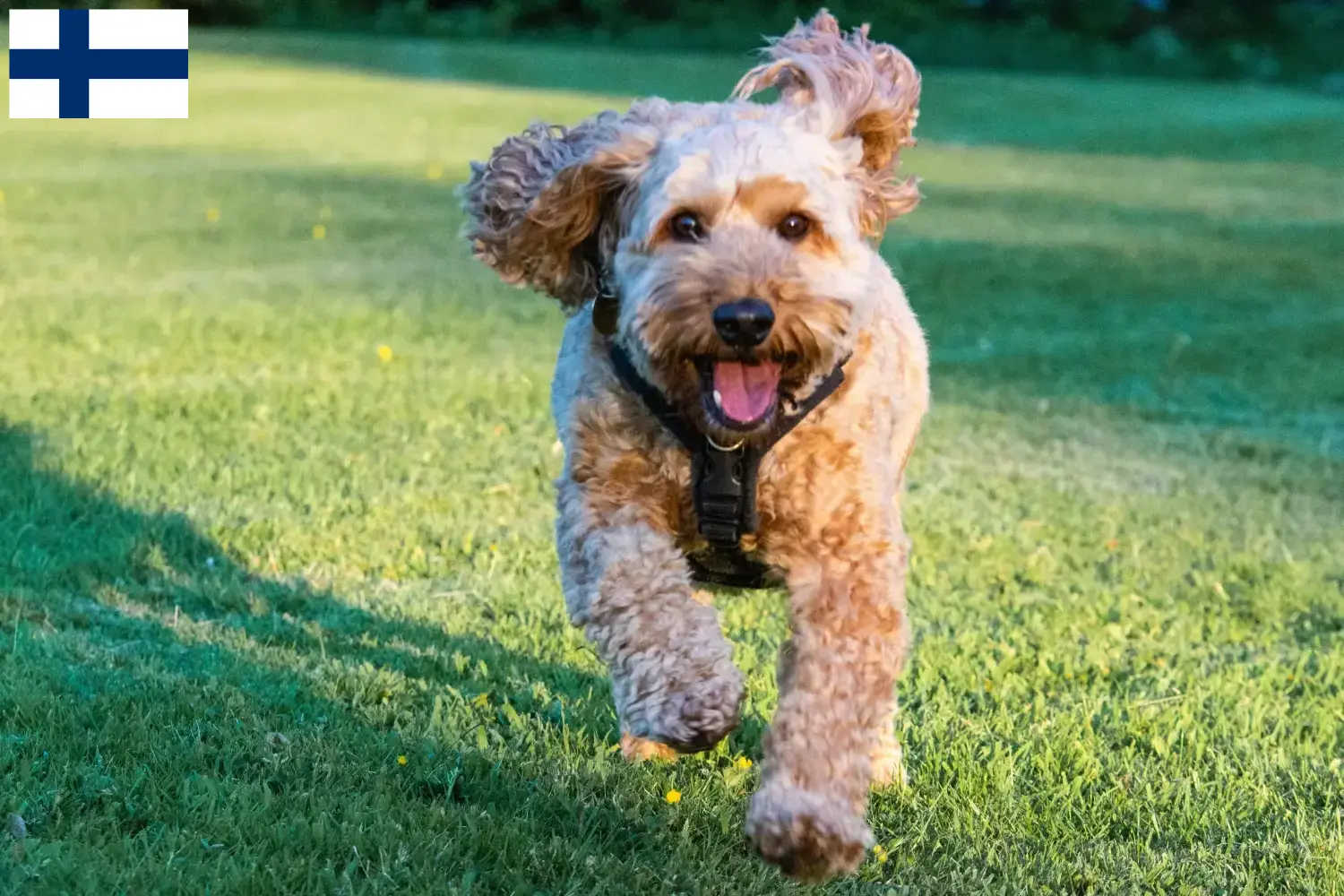 Lee más sobre el artículo Criadores de Cockapoo y cachorros en Finlandia