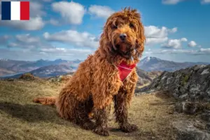 Lee más sobre el artículo Criadores de Cockapoo y cachorros en Francia