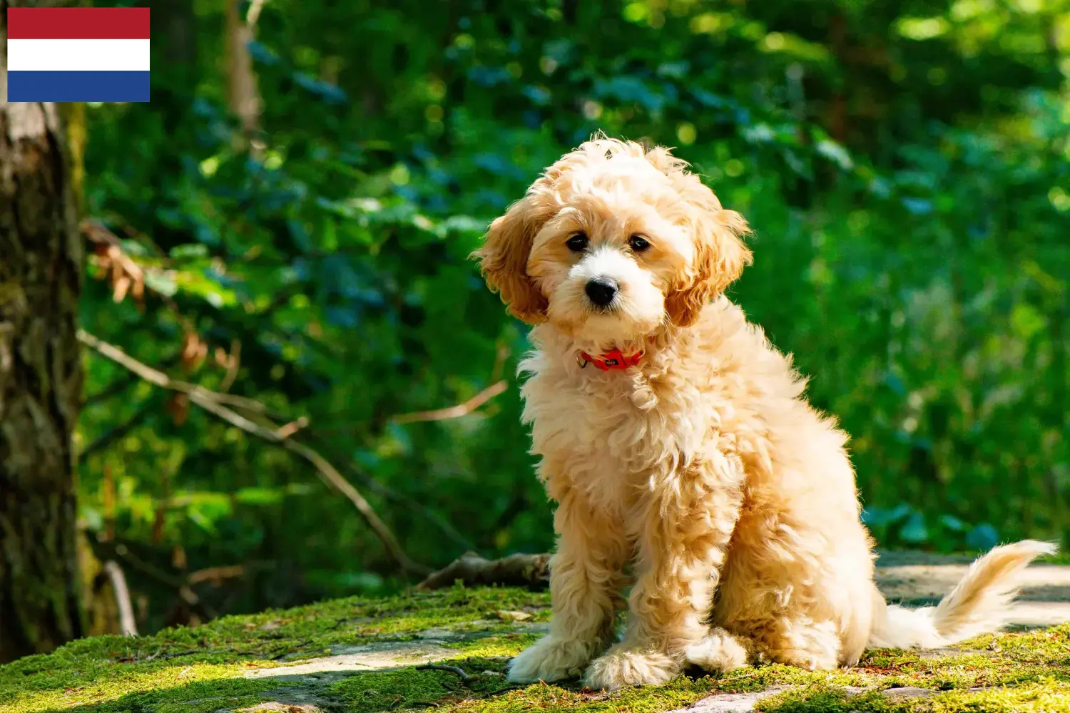 Lee más sobre el artículo Criadores de Cockapoo y cachorros en los Países Bajos