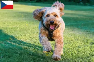 Lee más sobre el artículo Criadores de Cockapoo y cachorros en la República Checa