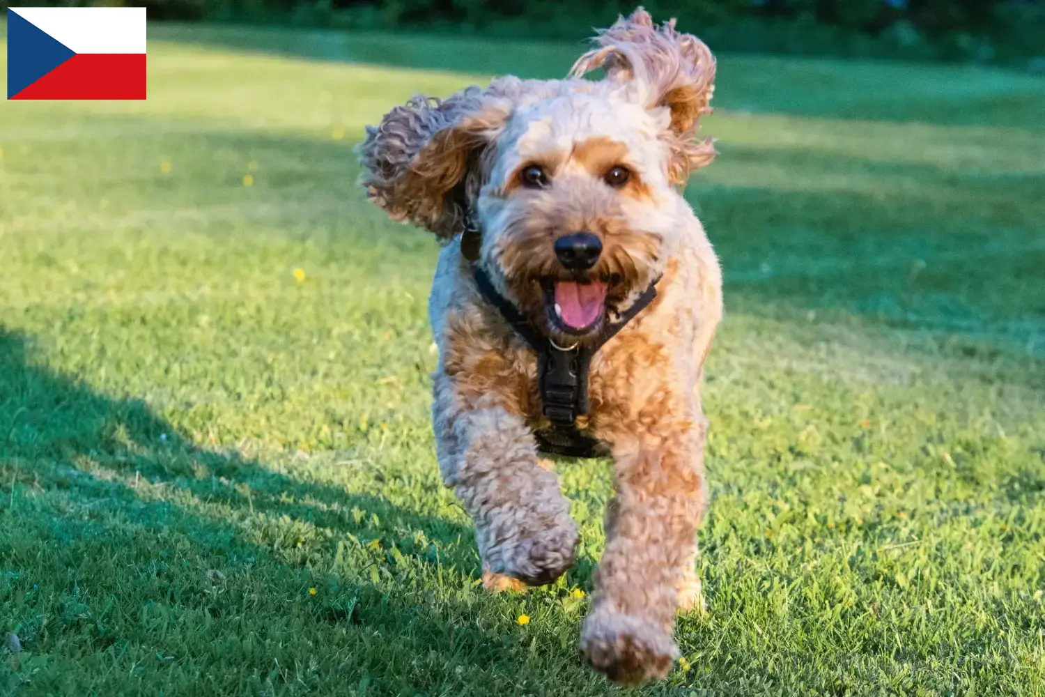 Lee más sobre el artículo Criadores de Cockapoo y cachorros en la República Checa