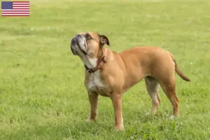 Lee más sobre el artículo Criadores de Bulldog Continental y cachorros en EE.UU.