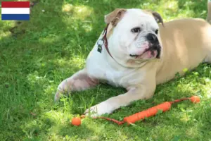Lee más sobre el artículo Criadores de Bulldog Continental y cachorros en los Países Bajos