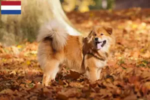 Lee más sobre el artículo Criadores de Elo y cachorros en los Países Bajos