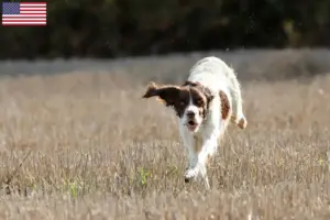 Lee más sobre el artículo Épagneul français criadores y cachorros en los EE.UU.