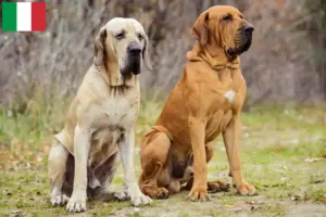 Lee más sobre el artículo Criadores y cachorros de Fila Brasileiro en Italia