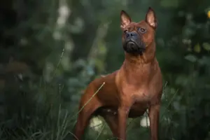 Lee más sobre el artículo Criador de perros chinos de Chongqing