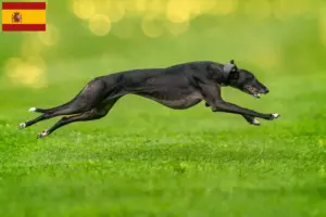 Lee más sobre el artículo Criadores de galgos y cachorros en España