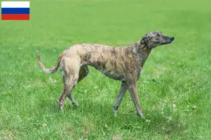 Lee más sobre el artículo Criadores de galgos y cachorros en Rusia
