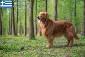 Lee más sobre el artículo Criadores y cachorros de Golden Retriever en Grecia