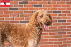 Lee más sobre el artículo Criadores y cachorros de Goldendoodle en Austria