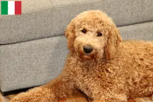 Lee más sobre el artículo Criadores y cachorros de Goldendoodle en Italia