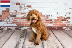 Lee más sobre el artículo Criadores y cachorros de Goldendoodle en los Países Bajos