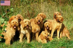 Lee más sobre el artículo Criadores y cachorros de Grifón Fauve de Bretaña en EE.UU.