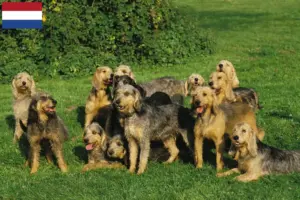 Lee más sobre el artículo Criadores de Grifón Nivernais y cachorros en los Países Bajos