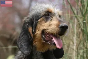 Lee más sobre el artículo Criadores y cachorros de Griffon Nivernais en EE.UU.