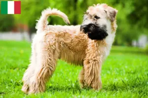 Lee más sobre el artículo Criadores y cachorros de Irish Soft Coated Wheaten Terrier en Italia