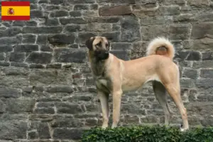 Lee más sobre el artículo Criadores y cachorros de Kangal en España
