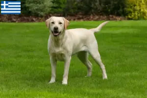 Lee más sobre el artículo Criadores de labradores y cachorros en Grecia