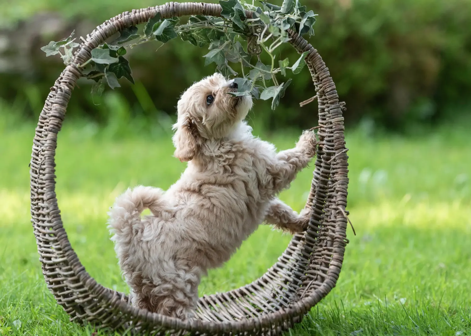 Comprar un cachorro de Maltipoo significa asumir responsabilidades. Comprar cachorros de Maltipoo.