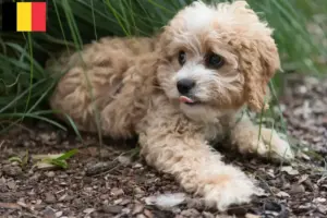 Lee más sobre el artículo Criadores de Maltipoo y cachorros en Bélgica