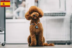 Lee más sobre el artículo Criadores y cachorros de Maltipoo en España