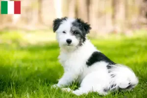 Lee más sobre el artículo Criadores y cachorros de Maltipoo en Italia