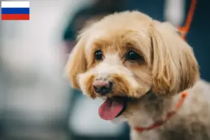 Lee más sobre el artículo Criadores de Maltipoo y cachorros en Rusia