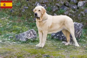 Lee más sobre el artículo Mastín Español criadores y cachorros en España