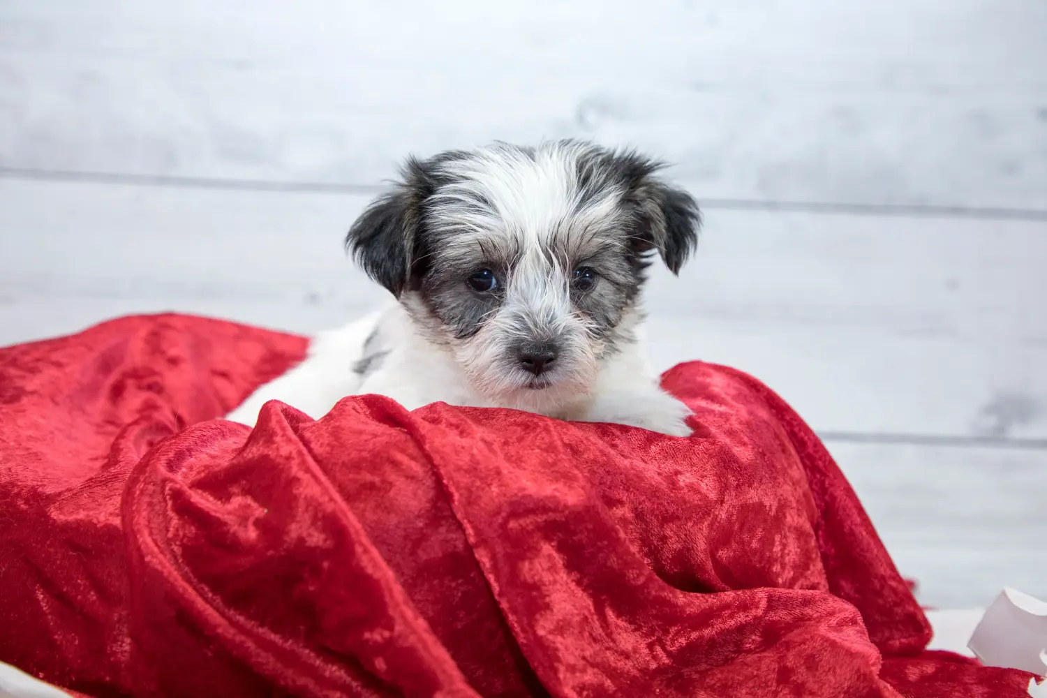 Comprar un cachorro Morkie significa asumir responsabilidades. Comprar cachorros Morkie.