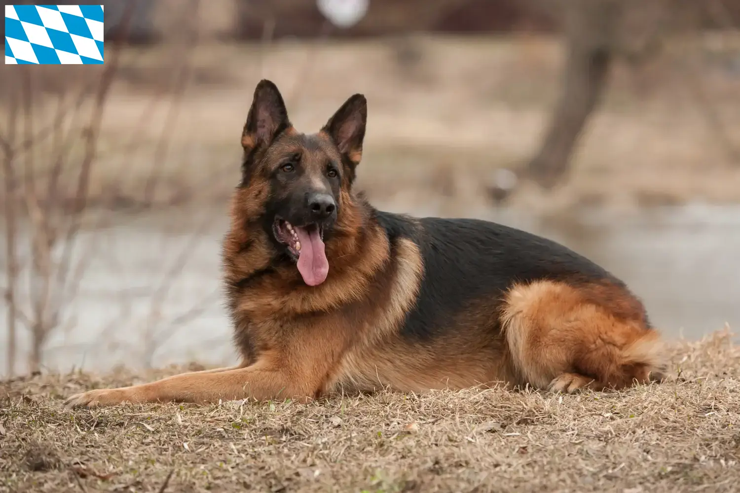 Cachorros de pastor alemán y criador Baviera Aquí puede encontrar criadores de perros pastor alemán en Baviera.