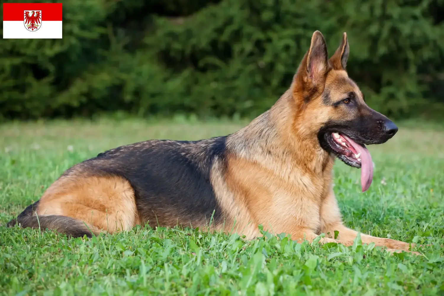 Cachorros de pastor alemán y criador Brandenburgo Aquí encontrará criadores de perros pastor alemán en Brandeburgo.