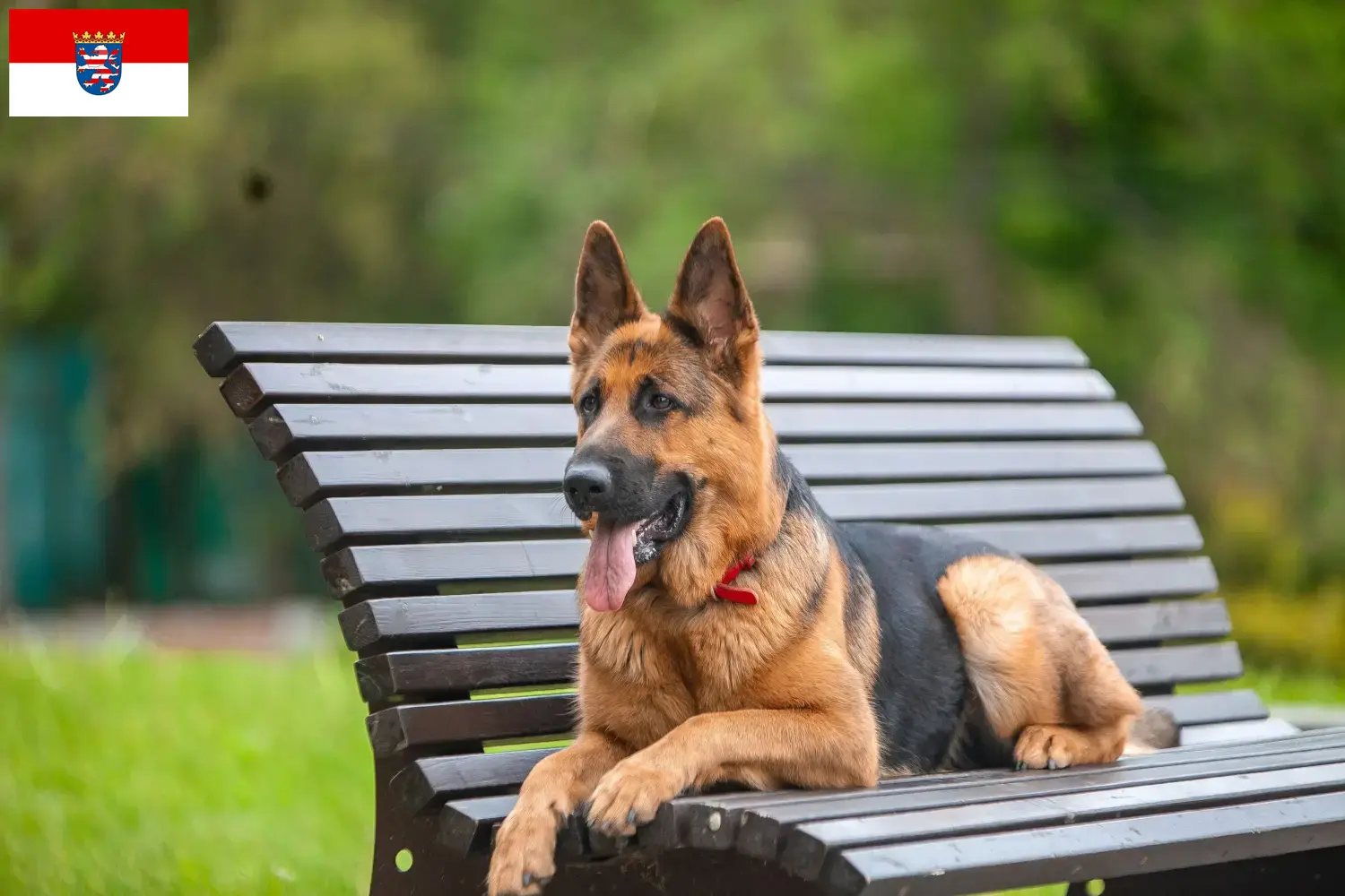 Cachorros de pastor alemán y criador Hessen Aquí encontrará criadores de perros pastor alemán en Hesse.