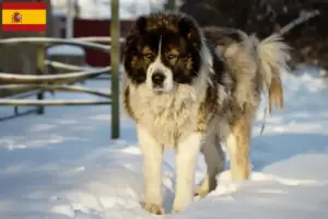Lee más sobre el artículo Pastor Caucásico Criador y Cachorros en España