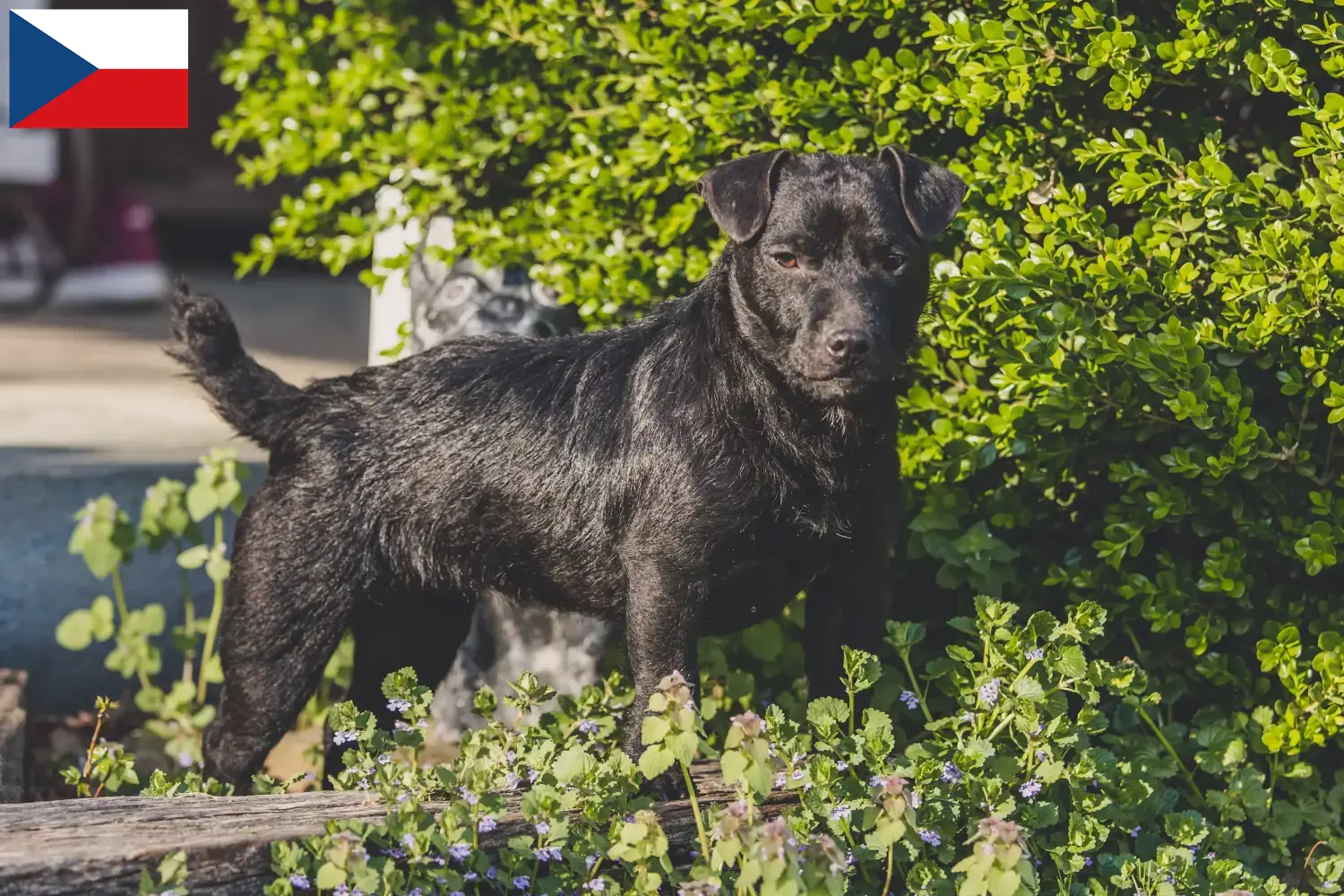 Lee más sobre el artículo Criadores y cachorros de Patterdale Terrier en la República Checa