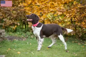 Lee más sobre el artículo Pequeño criador de Münsterländer y cachorros en EE.UU.