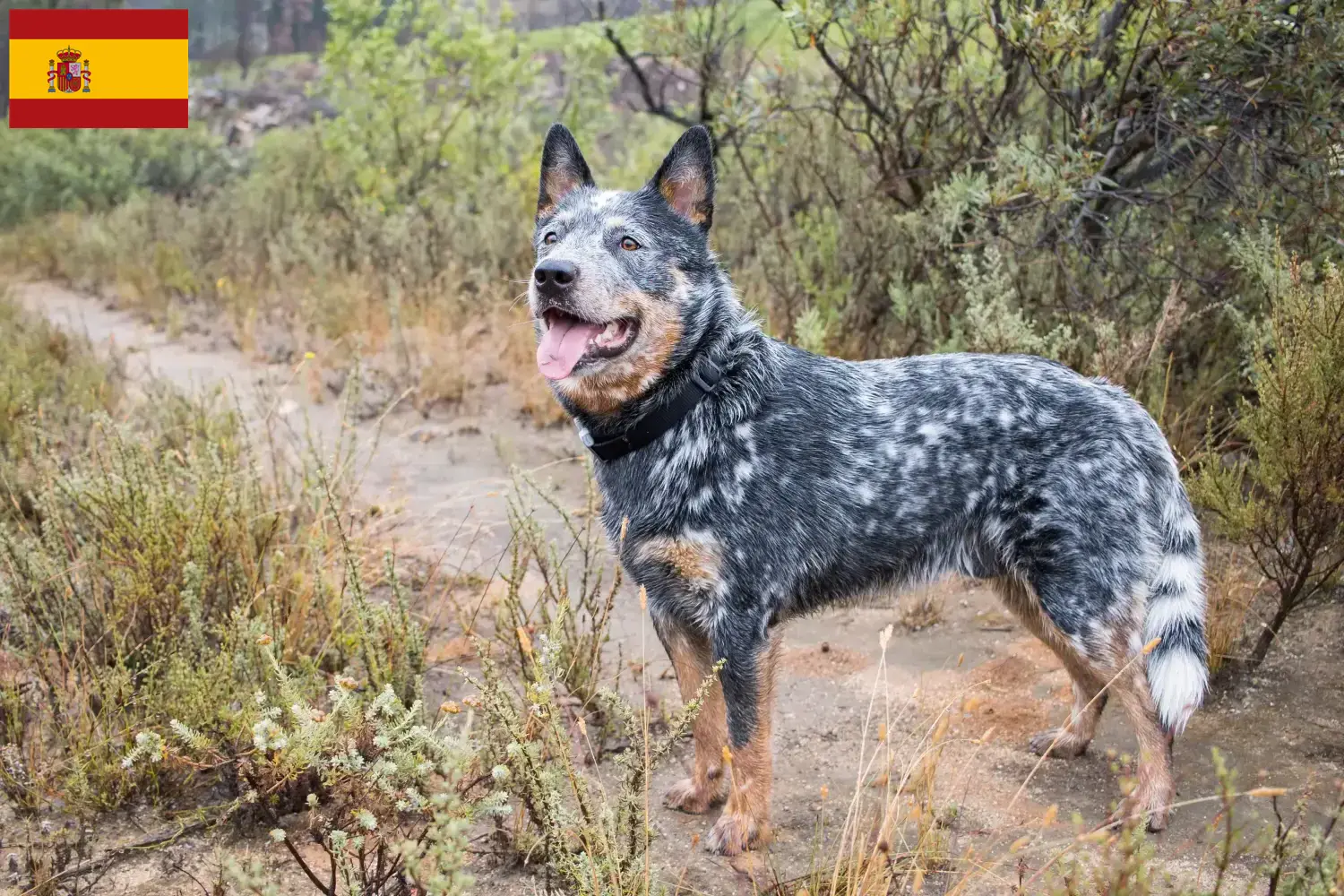 Lee más sobre el artículo Criadores y cachorros de Perro Boyero Australiano en España