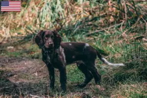 Lee más sobre el artículo Criadores de perros guardianes alemanes y cachorros en EE.UU.
