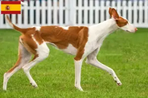 Lee más sobre el artículo Criadores de Podenco y cachorros en España