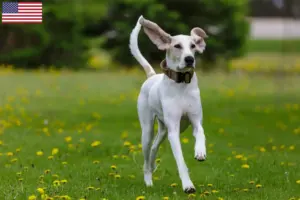 Lee más sobre el artículo Criadores y cachorros de Porcelana en EE.UU.