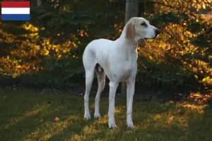 Lee más sobre el artículo Criadores y cachorros de Porcelana en los Países Bajos