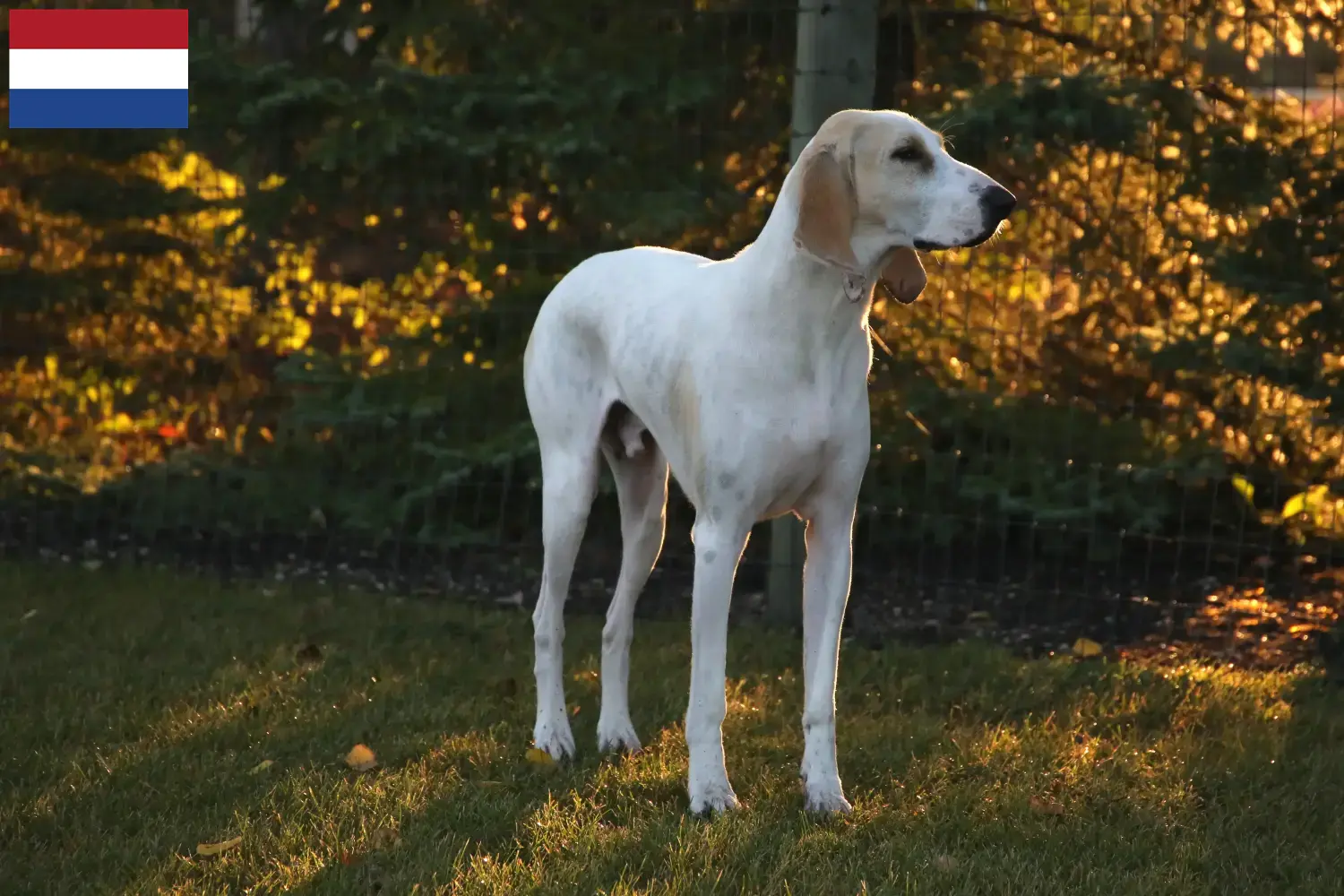 Lee más sobre el artículo Criadores y cachorros de Porcelana en los Países Bajos