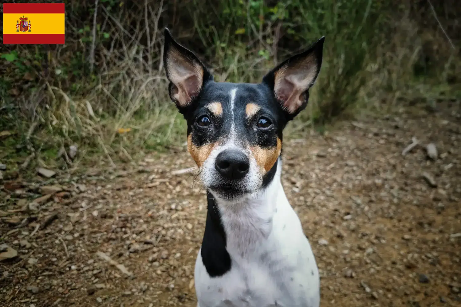 Lee más sobre el artículo Ratonero Bodeguero Andaluz criadores y cachorros en España