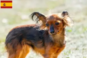 Lee más sobre el artículo Criadores y cachorros de Russkiy Toy en España